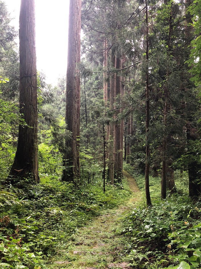A mountain path surrounded by towering cedars that leads towards Yakushi Shrine on Mt. Kumanonagamine, one of the 100 Famous Mountains of Yamagata in Tohoku, north Japan.