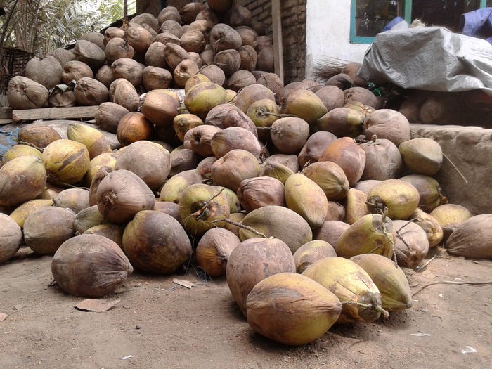 Pemborong Kelapa Tua 628 777 505 2021 By Supplier Buah Matoa Medium