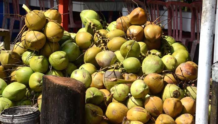 Pembekal kelapa muda