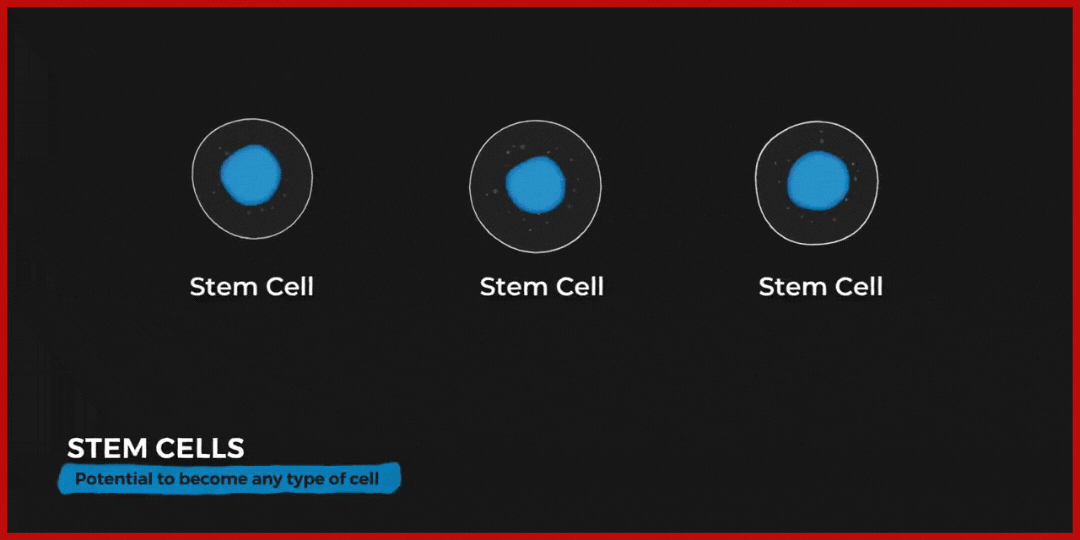 Illustration of three stem cells transforming into different types of cell (skin, muscle, and liver)