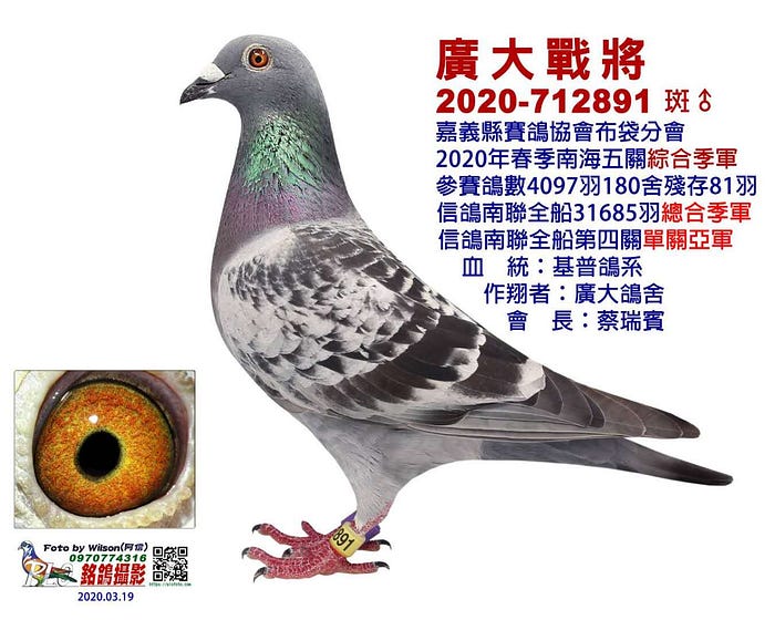 Rpcの進捗状況 2月 By 賽鴿區塊鏈racing Pigeon Chain Medium