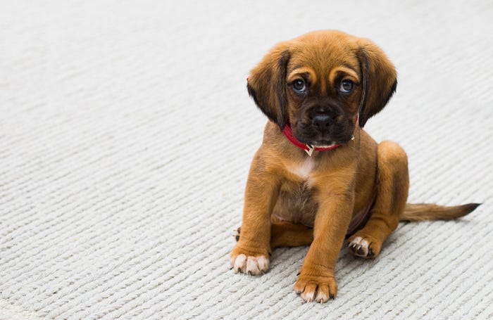 My adorable puppy. She doesn’t hold onto emotions. She’s mindful, grounded and in the flow.