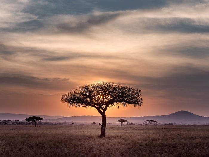 An image of the African savanna during sunset