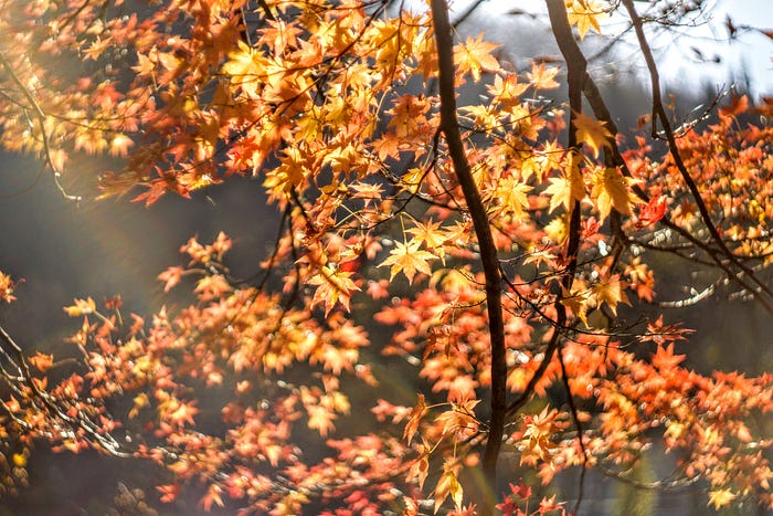 The sun filters through bright orange and yellow leaves on Mt. Gassan of the Dewa Sanzan in Yamagata Prefecture, Tohoku, Japan