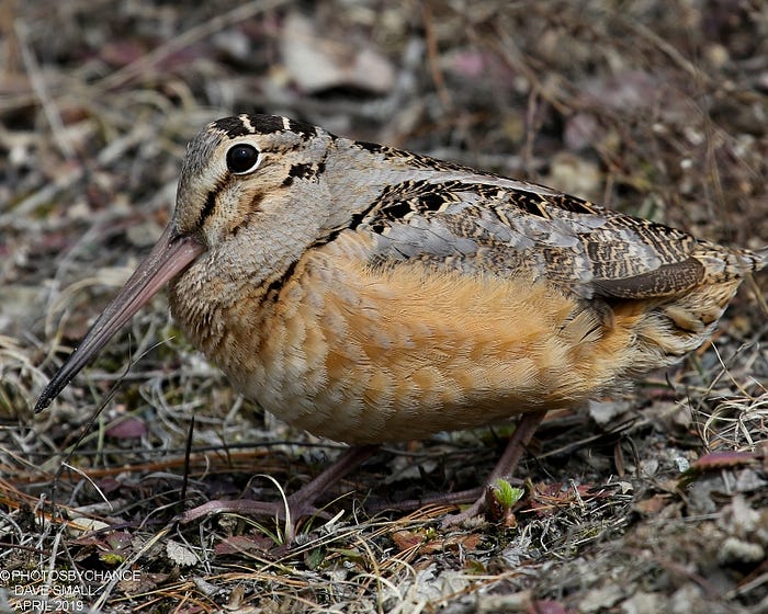 FWS Scholar: Tom Cooper and the American Woodcock | by USFWS Library ...