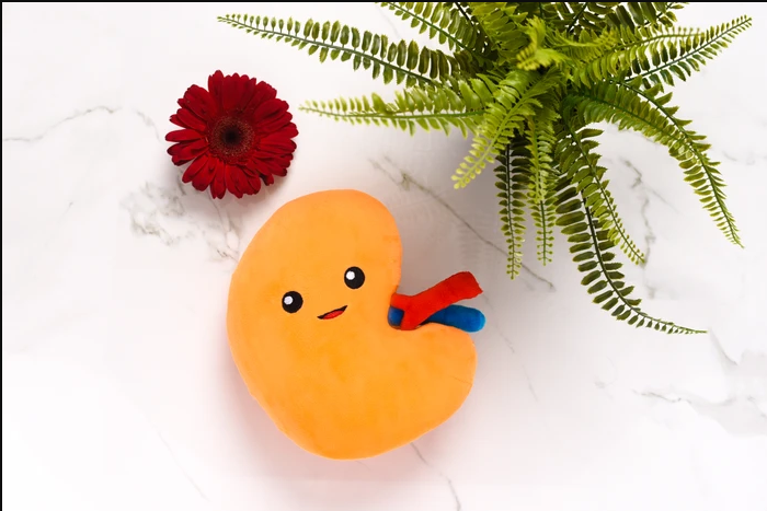 kidney plush toy