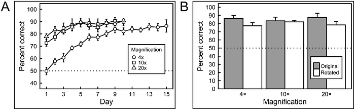 How To Do Reinforcement Learning in Real Life: Examples showing results post training. On the left, it is seen that the agents show logarithmic improvement from 1–15 days. On the right, it is seen that at each magnification level (4x, 10x, and 20x), the success rate is lower on rotated datasets as compared to original datasets.