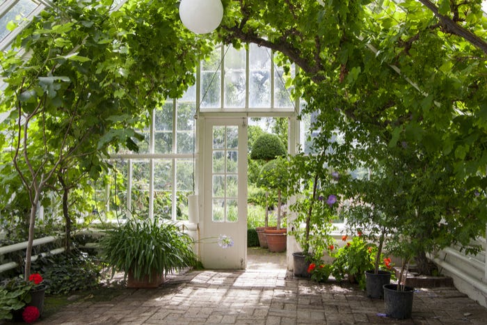 Make The Right Choice Of Plants For Your Conservatory Or Garden House By Pineca Com Medium