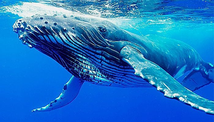 Las Ballenas. Las ballenas son mamíferos acuáticos… | by Juan Pablo