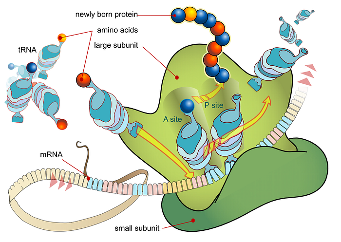 Ribosome mRNA translation. (commons.wikimedia.org)