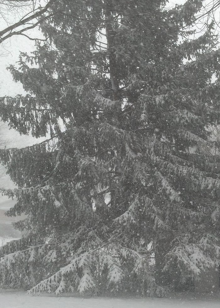 Pine Tree in Winter Storm