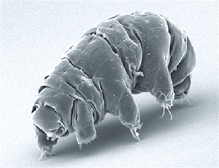 3 Reasons Why Deep Space Travel Is Really Challenging — An Electron Microscope Image of a Tardigrade (Image from WikiCC)
