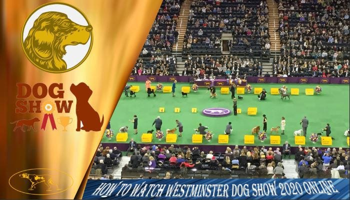 Live Westminster Dog Show 2020 Livestream Full Show Wkc Dog Show