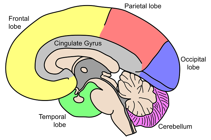 Brain Plasticity: How To Really Supercharge Your Intellect — An image illustrating the various lobes of the brain: the Frontal lobe at the front; the Temporal lobe at the frontal bottom; the Cingulate Gyrus at the centre; the Parietal Lobe at the centre-top; the Occipital lobe at the rear; and the Cerebellum at the bottom-rear.