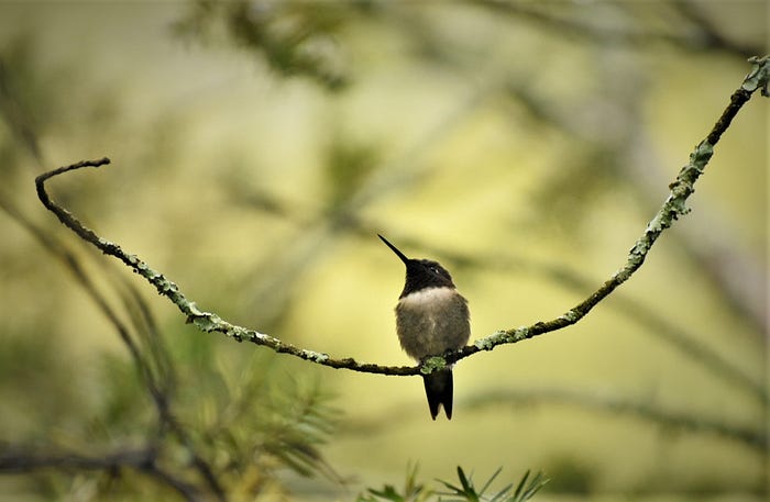 A male Ruby-throated Hummingbird is perched on a branch.