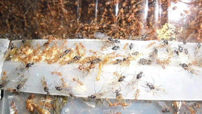 Panduan Cara Ternak Semut Rangrang Untuk Pemula Lengkap