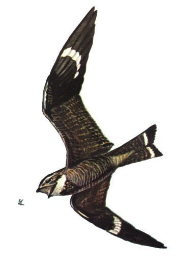 A night hawk catching a moth.