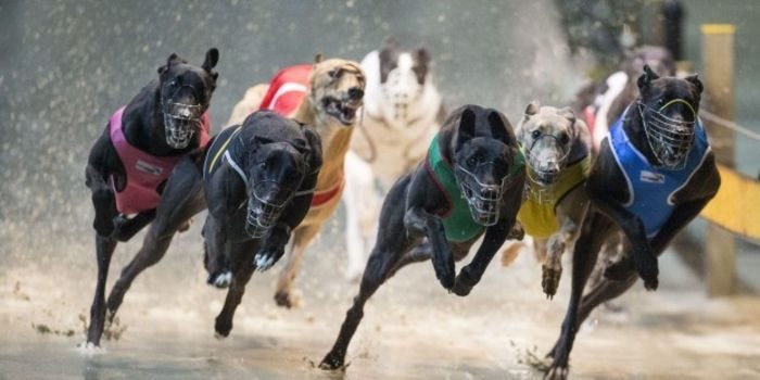 Greyhound app racing post app