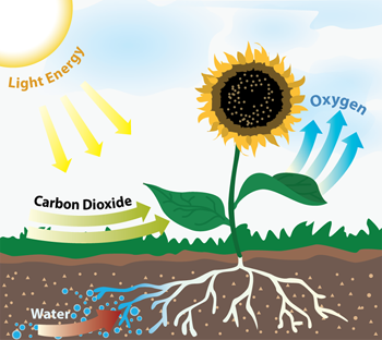 Process of Photosynthesis. Photosynthesis is the process by which… | by