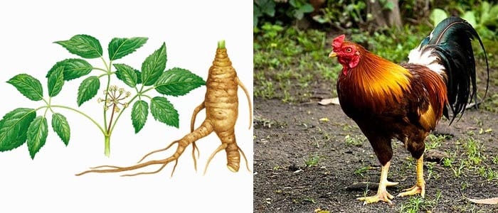 Togel Bangkok Tiap Hari
, Cara Meracik Ginseng Untuk Ayam Bangkok Aduan By Link Konten Medium