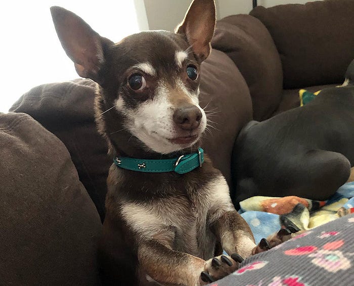 When your human marries a dog lover, The Life of Otto Von Katz. Paco the Chihuahua, on his couch, ready to take commands.