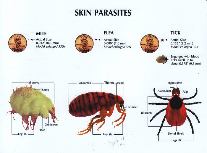 PARASITE INFOs. FLEAS | by Makati Dog and Cat Hospit | Medium