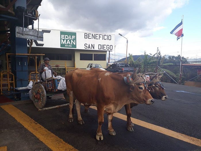 Coffee delivered by oxen to San Diego Mill