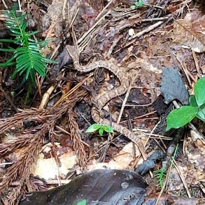 A baby mamushi, Japanese pit viper found on Mt. Kumanonagamine, one of the 100 Famous Mountains of Yamagata in Tohoku, north Japan.