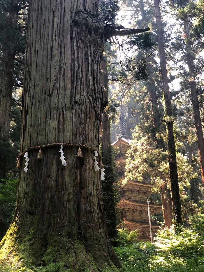 The grandfather cedar wrapped in ceremonial Shimenawa rope with Mt. Haguro of the Dewa Sanzan’s Five Story Pagoda in the background