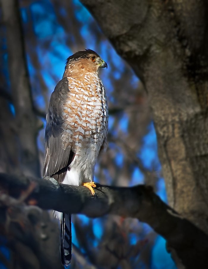 Cooper’s hawk (Accipiter Cooperii)