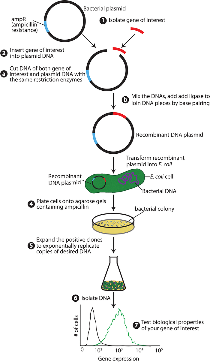 Steps to perform DNA Technology by Madhavi Bhatt Medium