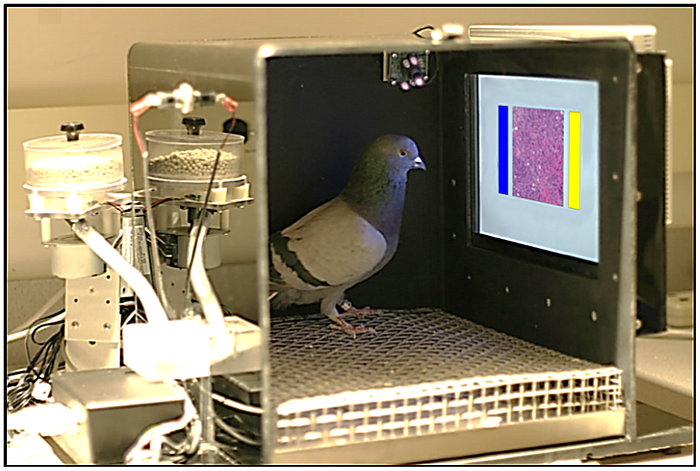 How To Do Reinforcement Learning in Real Life: The agent’s training environment. A pigeon is seen sitting inside a box with an open end (to enable us to see what happens inside). The pigeon is looking at a touch screen where the data sample is shown at the centre. On the left is a blue rectangular patch, and on the right is a yellow rectangular patch.