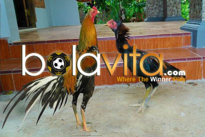 Cara Mengawinkan Ayam Bangkok Agar Anaknya Jantan Link