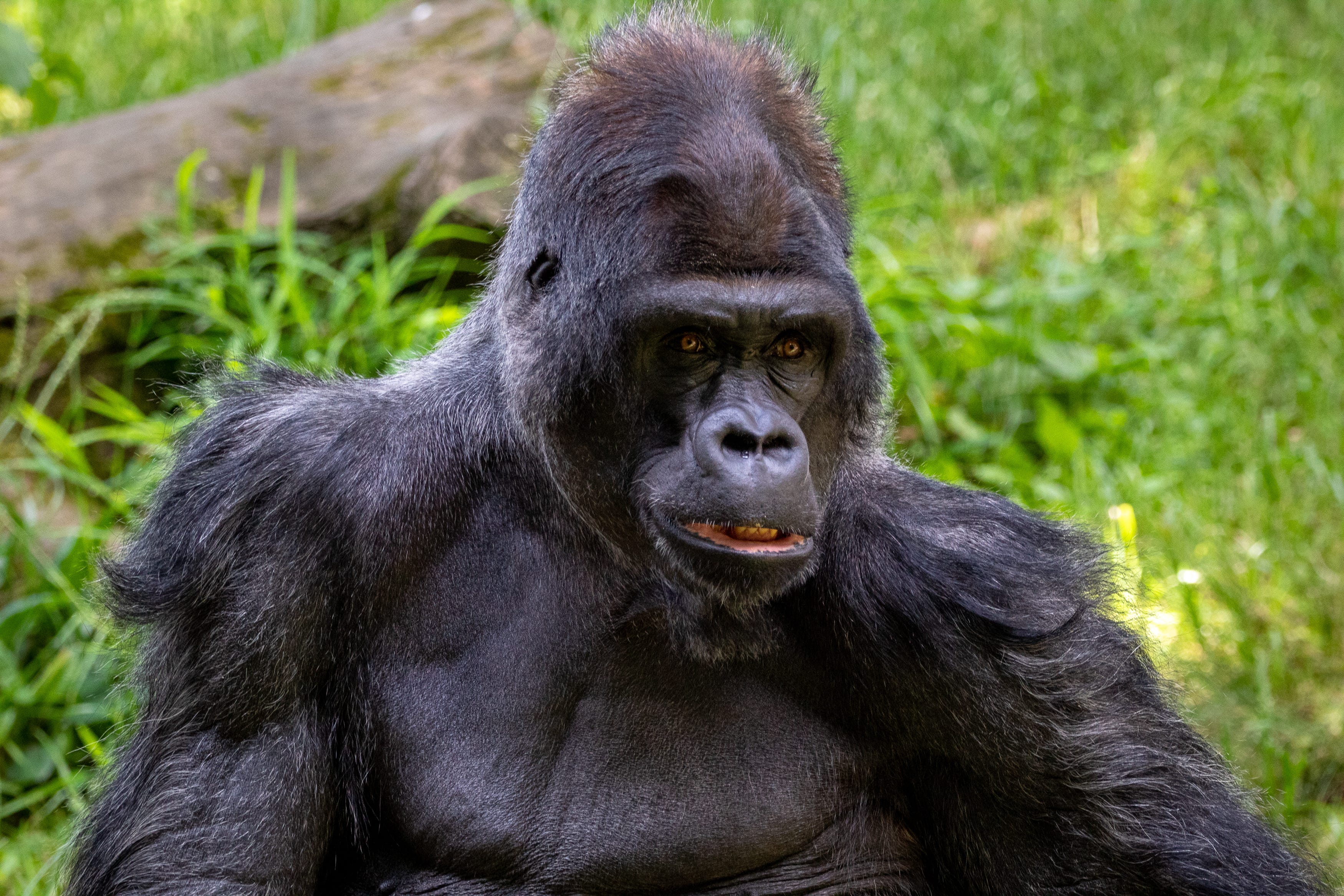 Why Is Wallstreetbets From Reddit Adopting Gorillas By Sam Westreich Phd Mar 21 Medium
