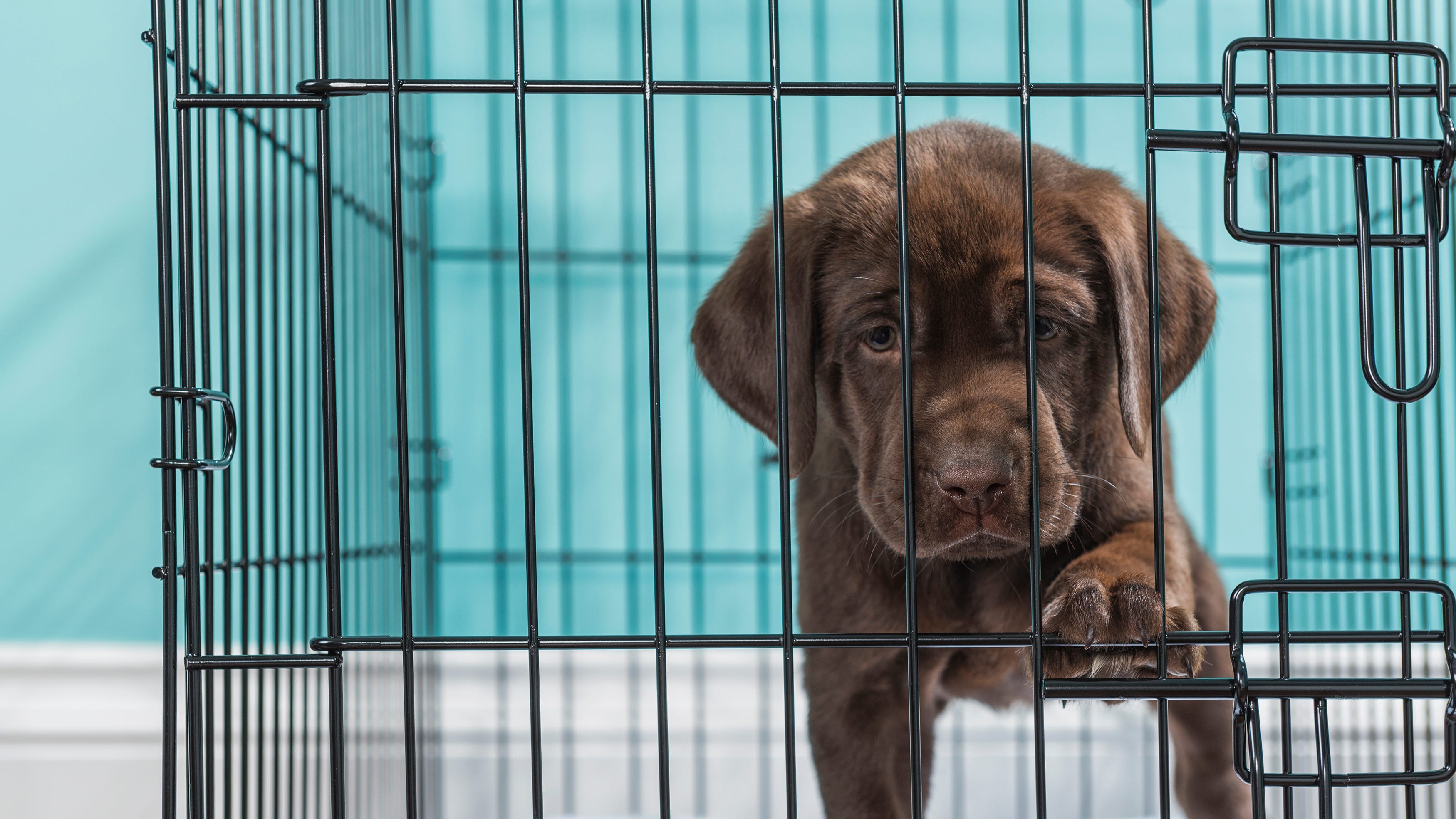 canine crates