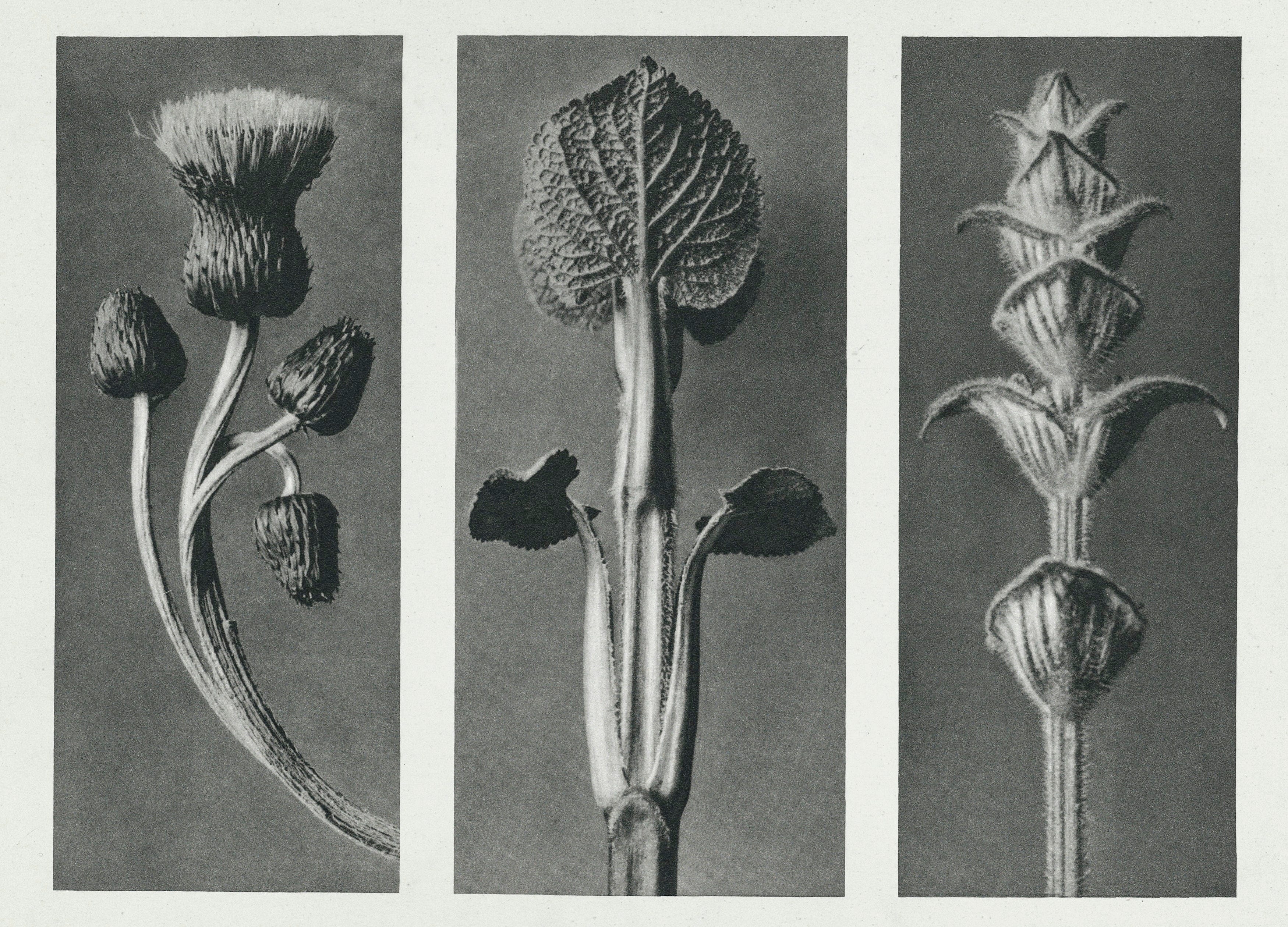 These Black-and-White Plant Photos From the 1920s Are Simply Stunning | by  Summer Anne Burton | Tenderly
