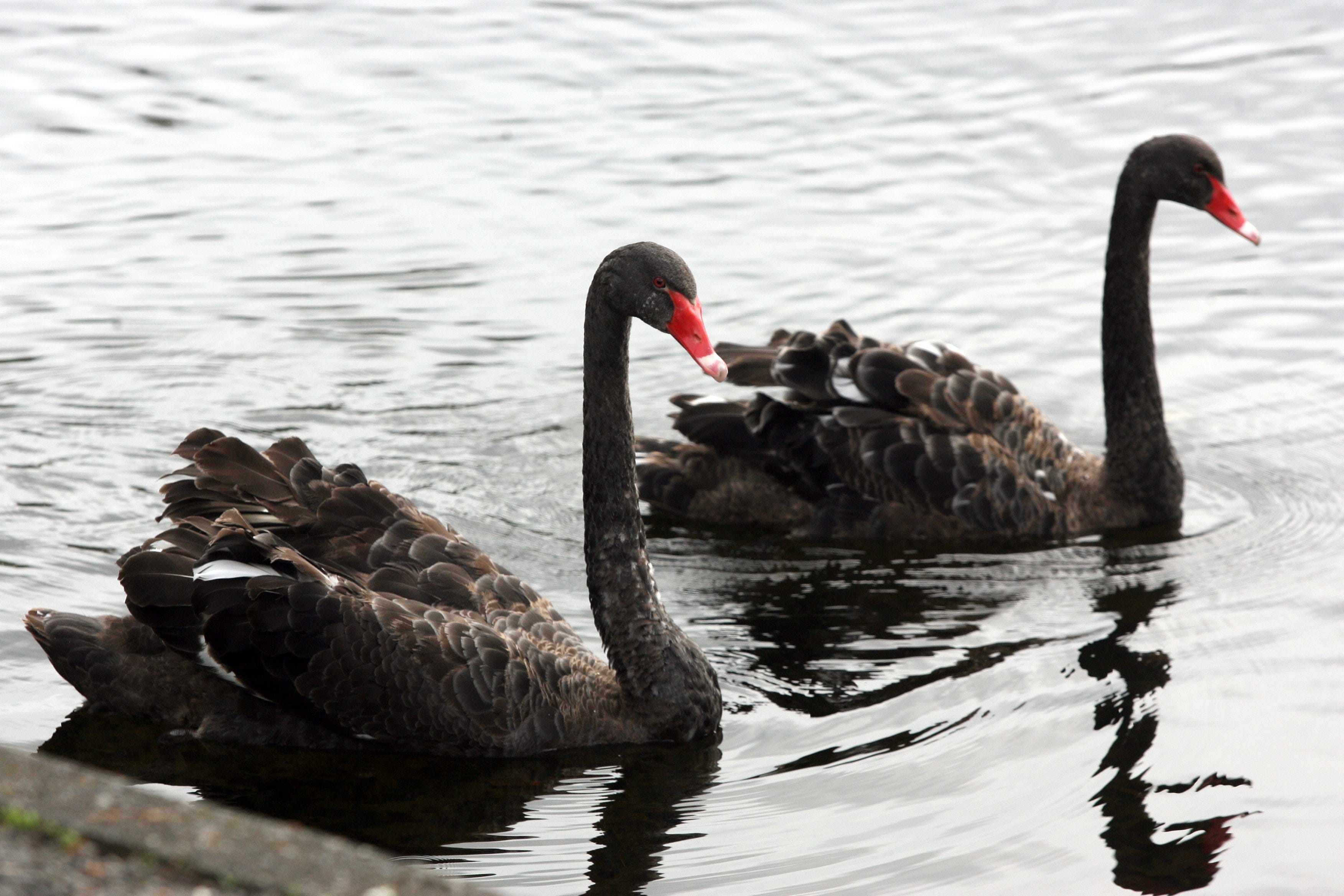 BLACK SWAN RISK: Why financial regulators never see it coming | by Umar  Rafi | Medium