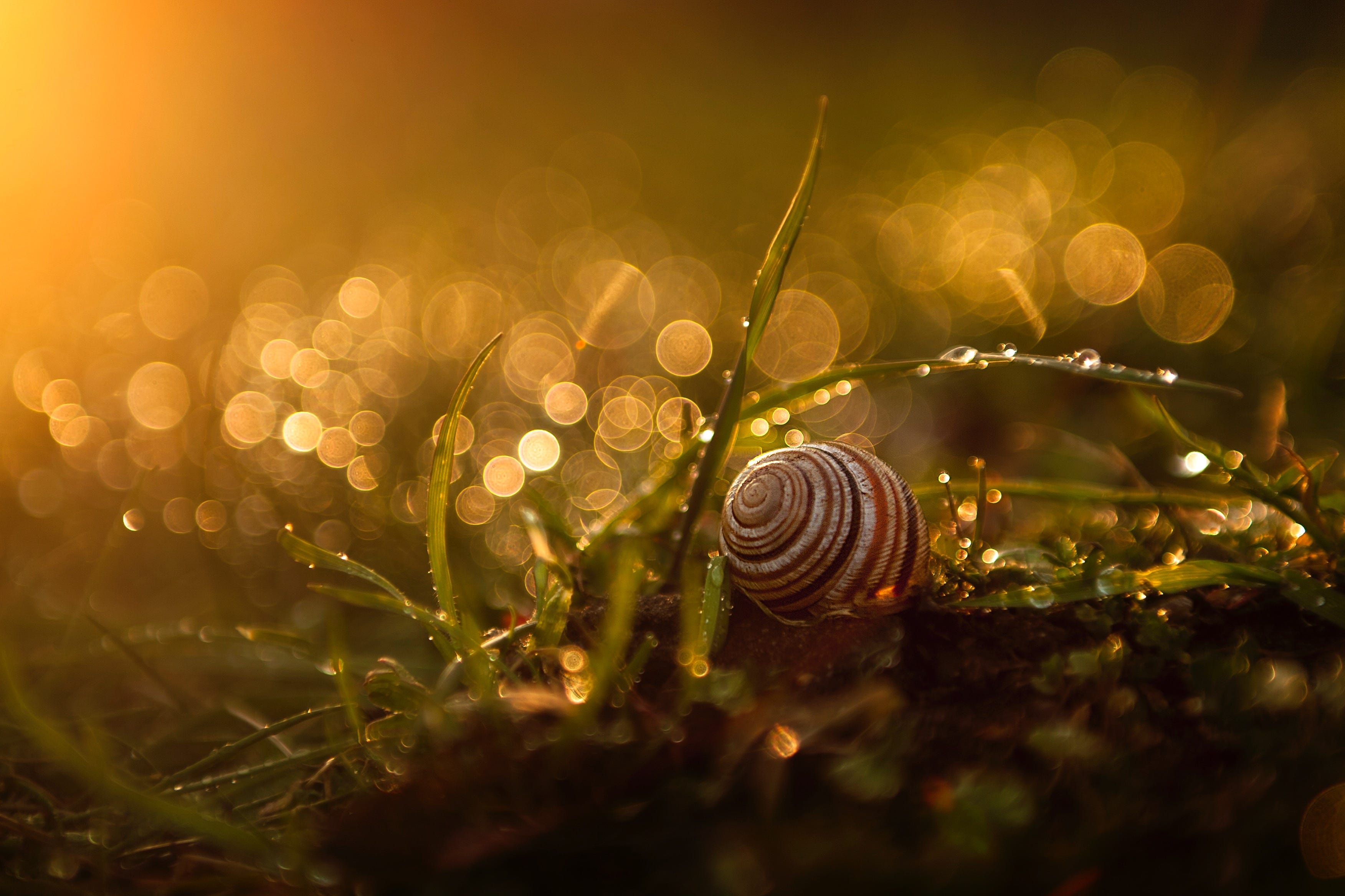 Snail on grass with fantasy-style backlighting