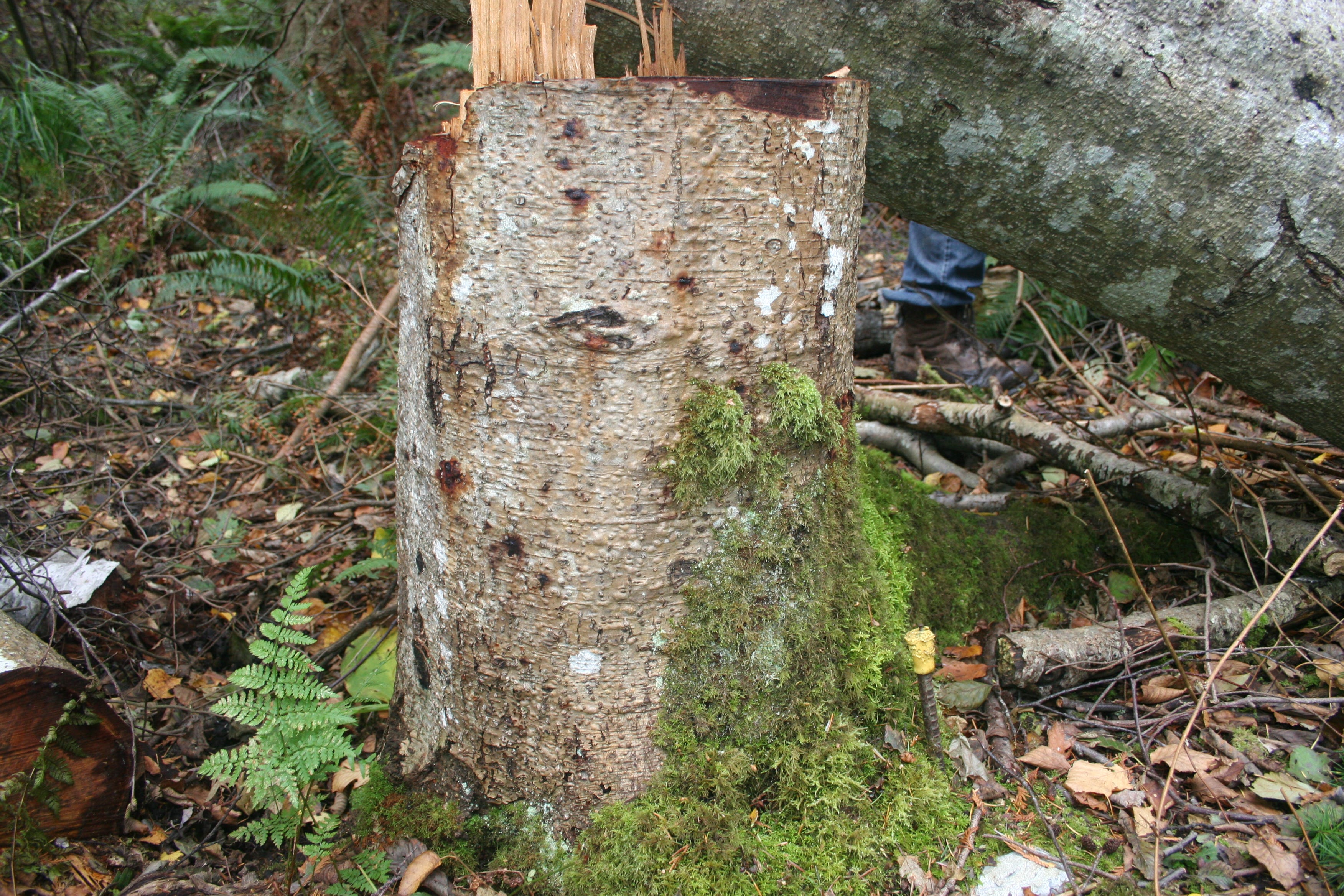 Revisiting Metaphor A Walk in the Woods  by Ian Ferris  Attunement