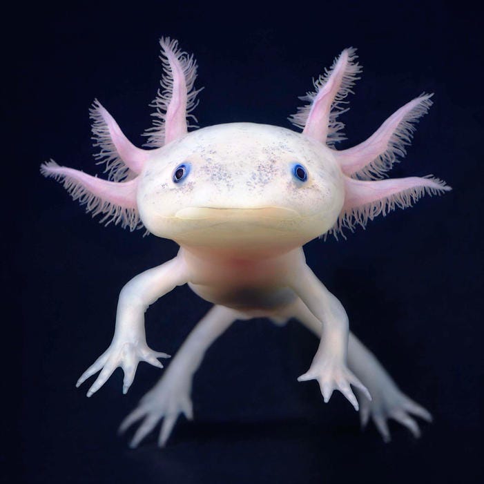 Hi It S Me Annie Here To Write About Axolotls By Annie Huntington The View From Right Ear Medium