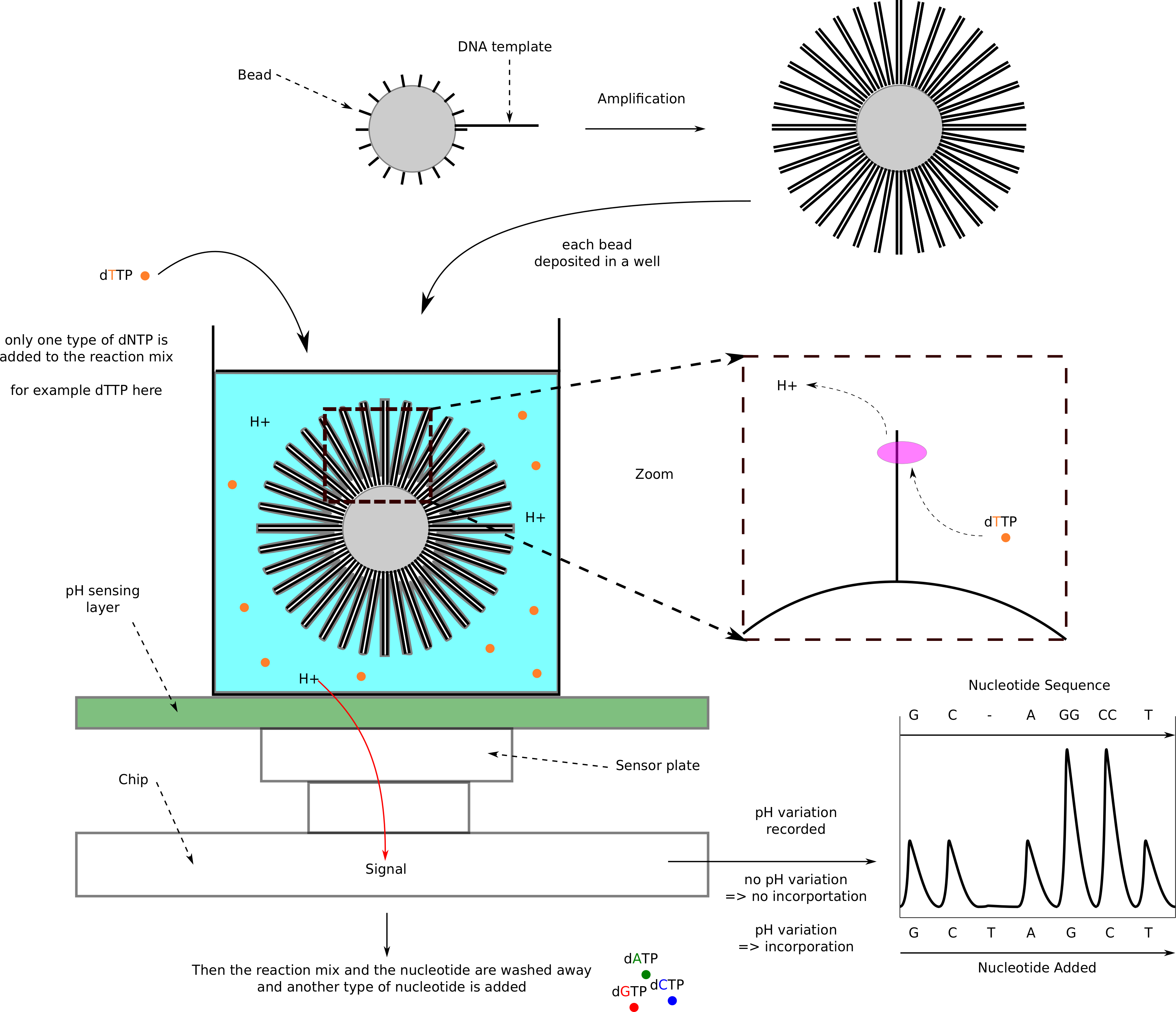 DNA Sequencing techniques explained by Tiffany Souterre Medium