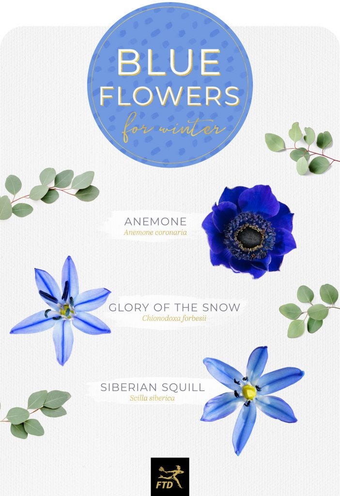 10 Most Beautiful Blue Flowers Names And Pictures By Thestyle Writes Thestylewrites Medium