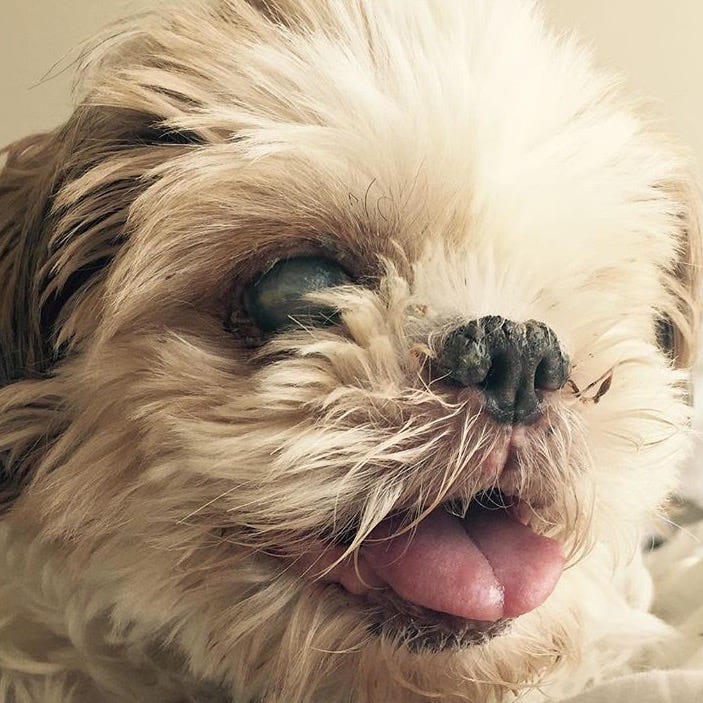 shih tzu going blind
