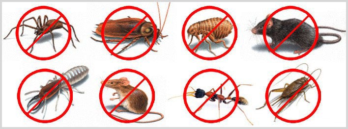 Pest Control Irvine