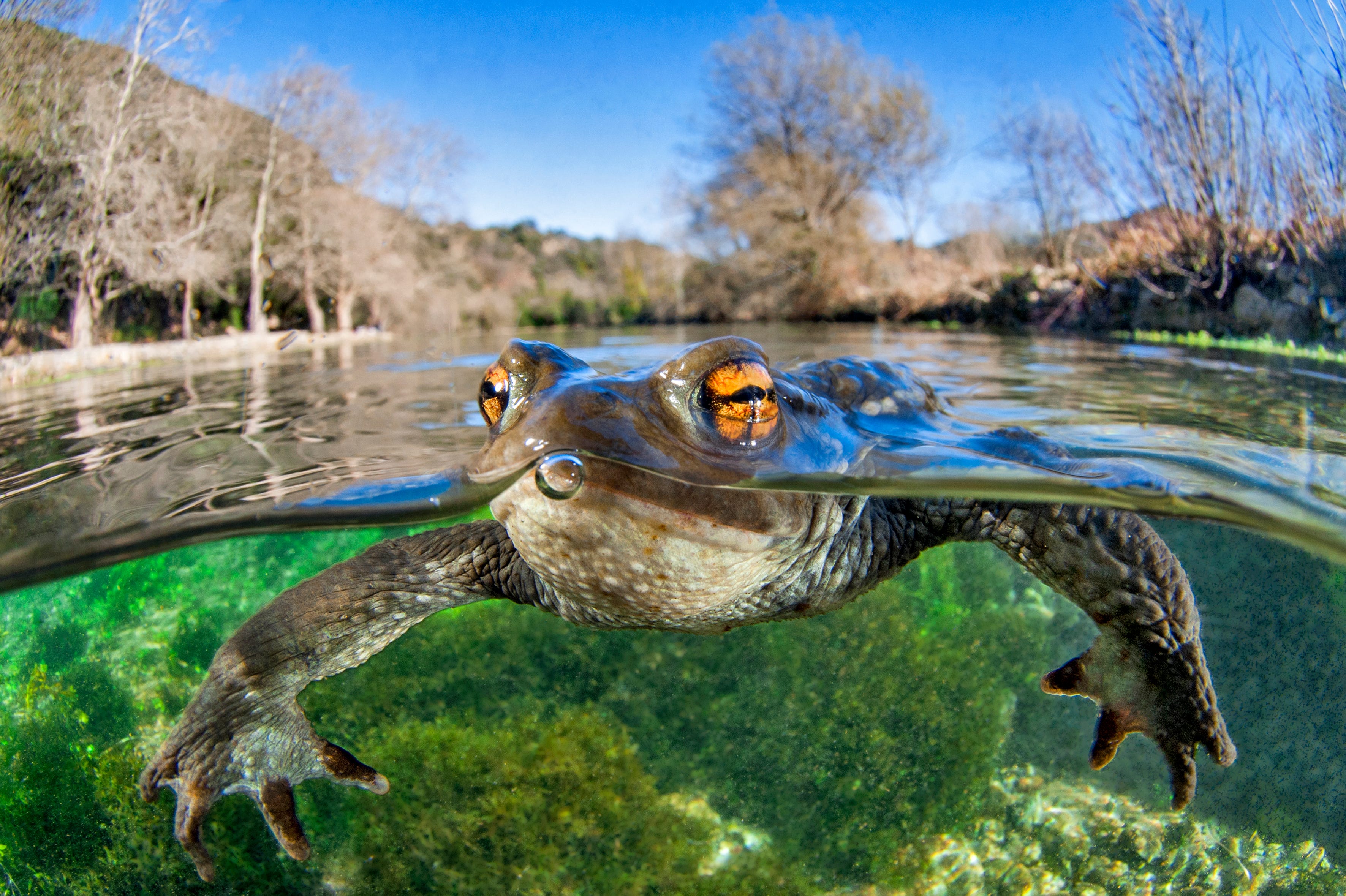 A photo of a frog shot at eye level, with a clear look at both her underwater limbs and her eyes popping above the surface