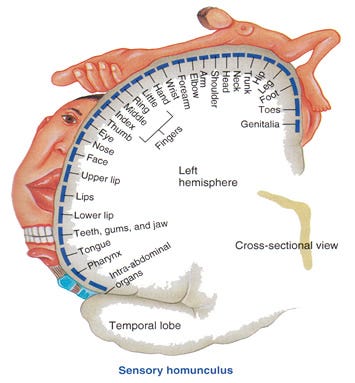 Your Brain Is Made Of Maps Disability Science Review Medium