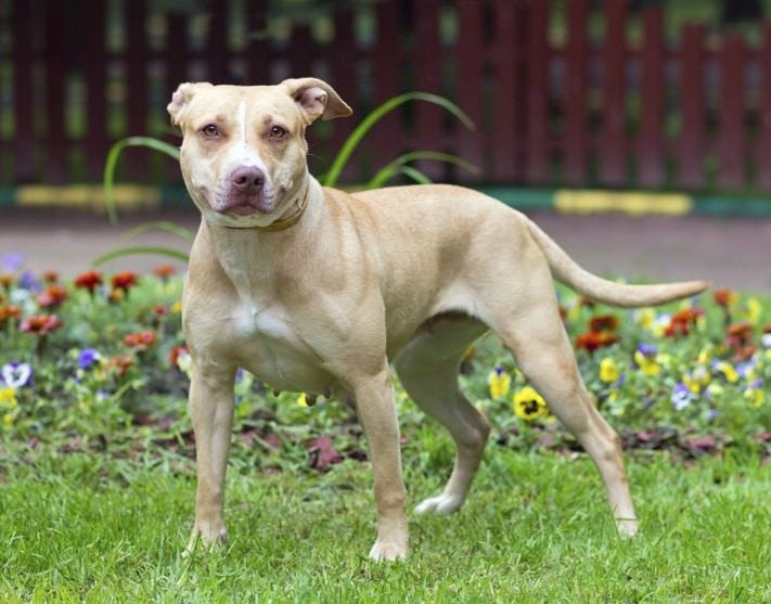 medium pitbull
