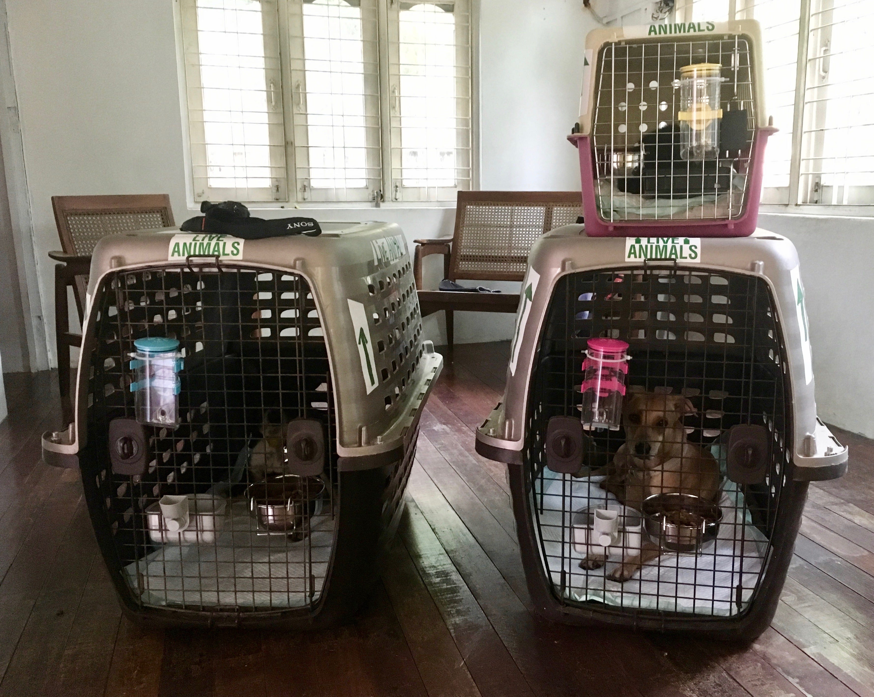 iata approved kennels