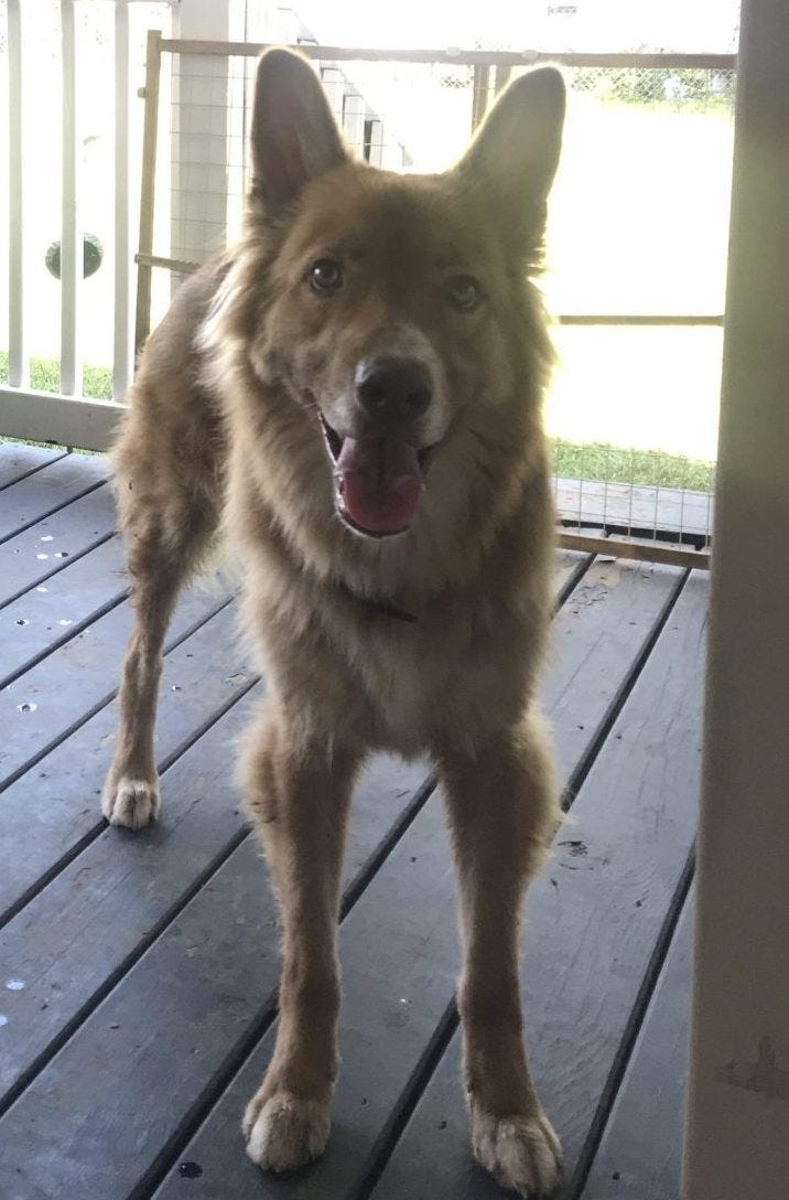 german siberian husky mix