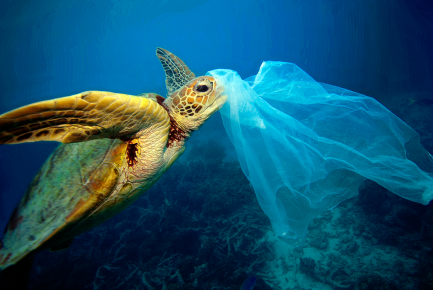 Image result for plastic in the sea